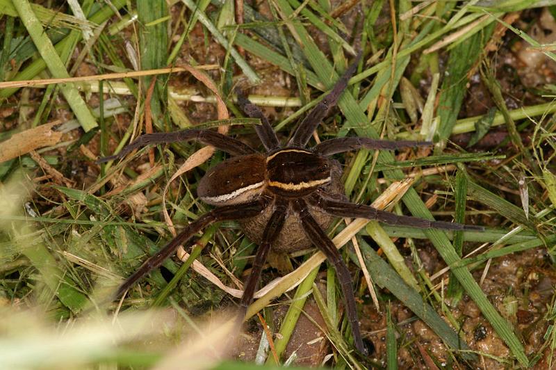 Dolomedes_fimbriatus_D5087_Z_85_Canal du Nivernais_Frankrijk.jpg